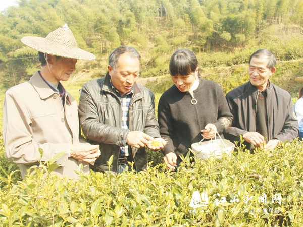 “组团联村”助茶农